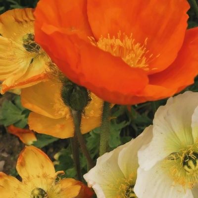 2023年新澳门今晚开特马下载手机版